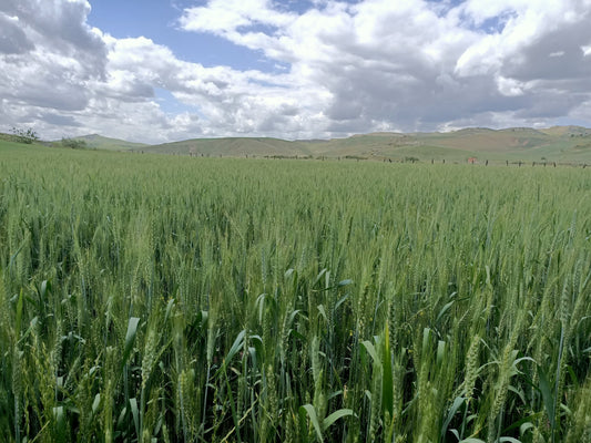 Il grano che ricorda: perché le varietà antiche siciliane sono il futuro dell'agricoltura