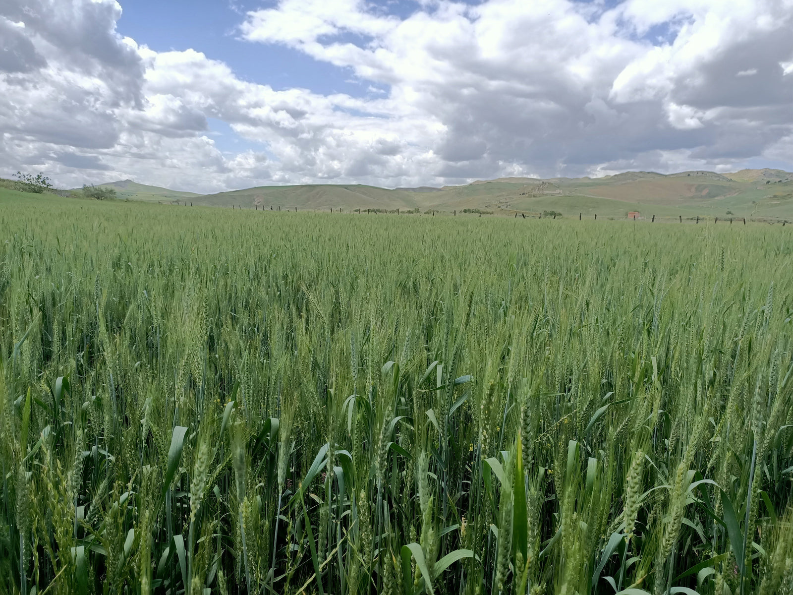 Il grano che ricorda: perché le varietà antiche siciliane sono il futuro dell'agricoltura